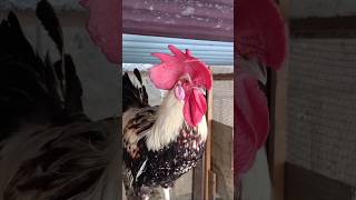 Amazing Rooster Crowing Loudly  Adorable Rooster Crowing Sounds 🐓 😄 shorts [upl. by Denton]