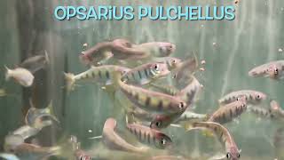 Opsarius pulchellus [upl. by Katonah]