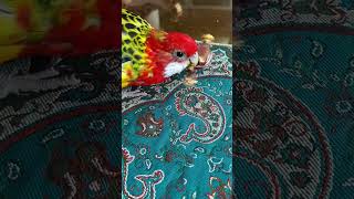 bird trying to eat chocolate 😱 birds parrot pets [upl. by Harat]