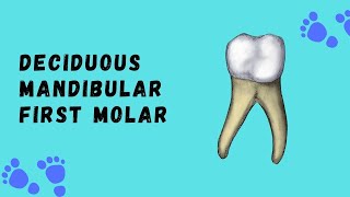 Deciduous Mandibular First Molar  Deciduous Tooth Morphology [upl. by Annahsirhc]