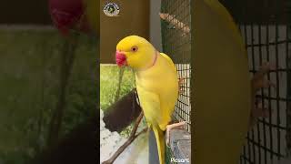 Indian ringneck trustongod beutifullbird parrot indianbird shortvideo youtubeshorts [upl. by Rimisac532]