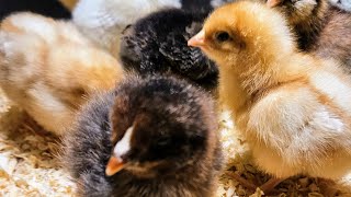 Baby Chick Care  Choosing the Right Brooder [upl. by Alegnaoj608]