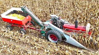 Picking Corn and Grinding Feed On A Dairy Farm Harvest 2024 [upl. by Odrahcir246]