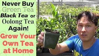 Never Buy Green Black or Oolong Tea Again How to Grow Your Own Tea at Home [upl. by Bannon]