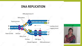 DNA ReplicationII Enzymes in DNA Replication II Prokaryotesshortsyoutubeshorts [upl. by Atilrahc481]