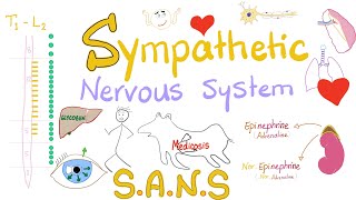 Sympathetic Nervous System  Fight and Flight  Origin Relay and Response  Physiology [upl. by Ellekcir]