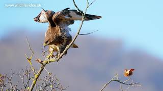 November 2024  Myšiak lesný Myšiak hôrny Buteo buteo Káně lesní Buzzard [upl. by Almena]