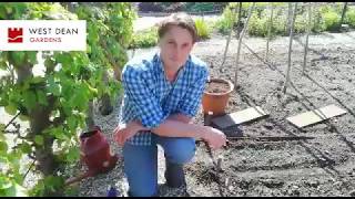 How to grow French beans with Head Gardener Tom Brown [upl. by Elam]