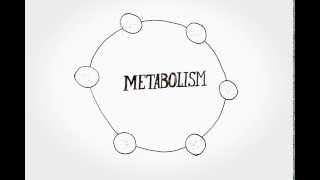 Physiology and metabolism [upl. by Mischa]