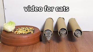 Cat Tv 🐭Rat Video for Cats to Watch🐭Cat Games🐭 [upl. by Regdor]