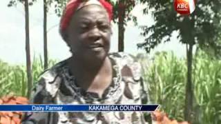 Sugarcane farmers in Kakamega County urged to embrace dairy farming [upl. by Lainey74]