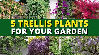 5 Perfect Trellis Plants For Your Garden 🍃  Garden Trends 👍 [upl. by Brout757]