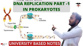 DNA Replication  part 1 In prokaryotes [upl. by Alamaj]