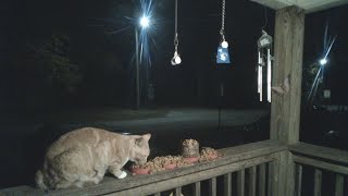 All Along the Watchtowerraccoondynasty LiveCrittercam [upl. by Bocock886]