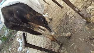 cow treatment done of anaplasma [upl. by Anyl221]