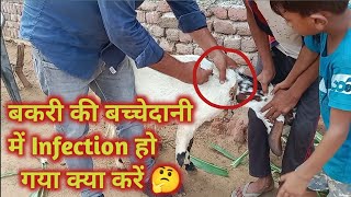 Treatment of Metritis in Goat ll बकरी के गर्भाशय से मवाद व पस आना ll Goat veginal infections ll [upl. by Heidie]