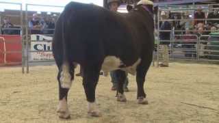 2013 Poll Hereford Show amp Sale Highlights [upl. by Edmond]