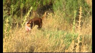 caza del conejo con podencoalbudeite [upl. by Harli541]