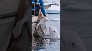 3 HeartStopping Moments When a Mother Whale Calls for Rescue [upl. by Karola188]