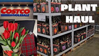 Shop with me 🤗 COSTCO Garden Center 🌹🌷 Forced Tulips Bare root roses and more 🍃 Zone 9 Florida [upl. by Esom]