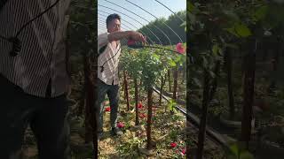 Chinese Rose Trimming Process Wisdom Tips Tools Machines Easy Easyway Easywork [upl. by Yllus]