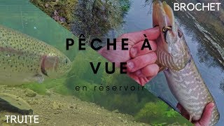 Pêche en réservoir à vue à la mouche truites et brochets [upl. by Resa]