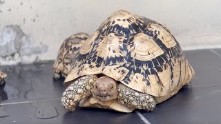 A Visit to Massive Snow High White Leopard Pardalis Tortoise Farm [upl. by Jilly]