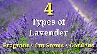 4 Types of Lavender Plants [upl. by Rema]