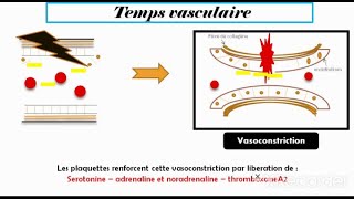 Hémostase primaire [upl. by Briano]