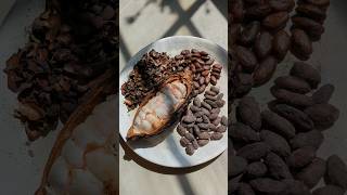 From Cacao Pod To Cup Chocolate Xocolatl ☕ mexicanfood ancientculture ancestral [upl. by Eiboj]