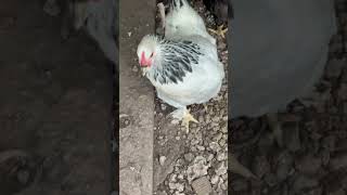 MIS GALLINiTAS JAMANDO MAiZ GALLINAS PONEDORAS [upl. by Faun784]