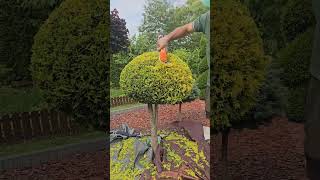 ogród satisfying niwaki garden rośliny bonsai topiary gardening bonsaitree ogrodnictwo [upl. by Melgar407]