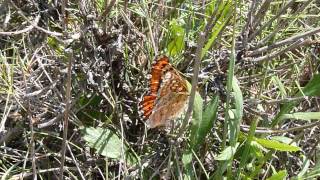 Euphydryas desfontainii Damier de Godart femelle cherche a pondre [upl. by Liuka]