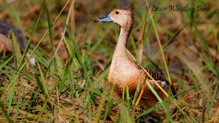 Lesser Whistling Duck  The Charming Whistler of Wetlands [upl. by Nalliuq]