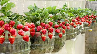 No need for a garden Growing Strawberries at home is very easy and has a lot of fruit [upl. by Dronel]