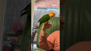 Caique trick training caiques birds parrot birb pets birdslover cute smartbirds [upl. by Aelber407]