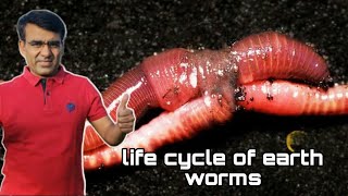 Life cycle of worms केचुओ में प्रजनन कैसे होता है jaivicila [upl. by Amara]