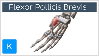 Flexor Pollicis Brevis Muscle  Origins amp Function  Human Anatomy  Kenhub [upl. by Stockmon]