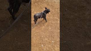 Two Cute Frenchie Checking the Project 🤣 Ngawasi Tukang 🤣 puppies frenchbulldog frenchies dog [upl. by Nawotna]