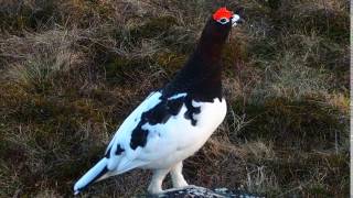 Riekko Lagopus lagopus Willow Ptarmigan [upl. by Irab]