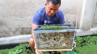 How to Produce Thousands of Different Varieties of GUPPIES [upl. by Aranaj360]