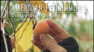 AMERICAN PERSIMMONS Luscious Native quotWildquot Fruits of the Fall New Video Lesson [upl. by Seldon]