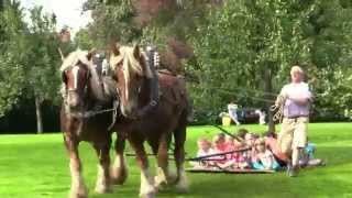 Friendly Belgian Draft Horses Playing Safely with Kids [upl. by Lebasi]