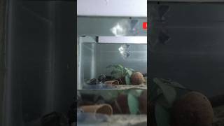 Quick fish tank setup😃 setup within 02 mininutes🫠aquariumfish freshwaterfish fish shortvideo [upl. by Gillead]