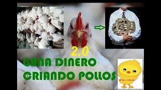 EMPEZAR UN NEGOCIO DESDE CASA “POLLOS DE ENGORDEquot broilers doble pechuga parrilleros 20 [upl. by Gadmann83]