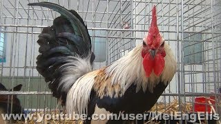 Ardennaise Naine  Ardenner Bantam  ZwergArdenner  Ardennese Nana [upl. by Hurley]