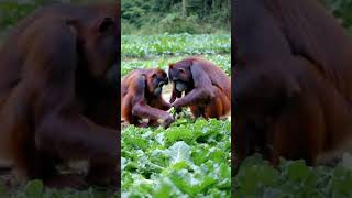 The orangutan is working in the vegetable field [upl. by Mccurdy]