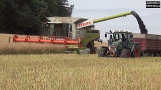 Rapsernte mit Claasund Frauenpower  Claas Lexion 760 Terra Trac  LU Moro [upl. by Anyala]