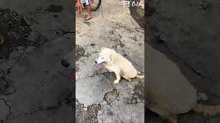 The dog with injured hind legs is dragging himself along the road it’s so pitiful to see [upl. by Seana]