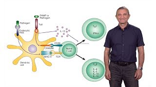 Ruslan Medzhitov Yale  HHMI The Role of TollLike Receptors in the Control of Adaptive Immunity [upl. by Saalocin]